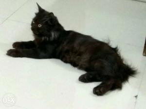 Black male Persian cat,3 months old, toilet trained