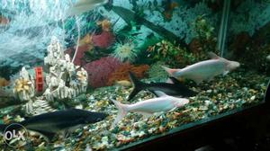 Black & white 2 pairs shark fishes for sale