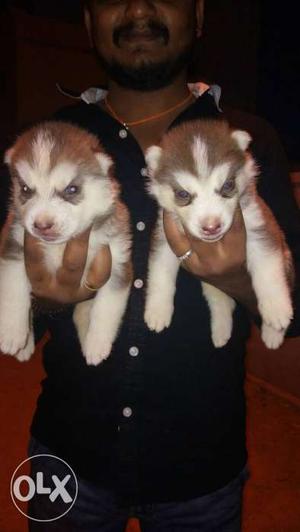 Blue eyez husky puppyz available for sale 25 dayz