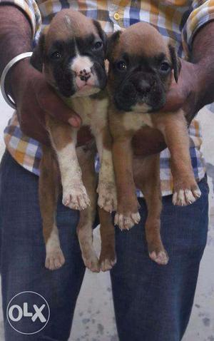 Boxer pups available healthy male, female call number show