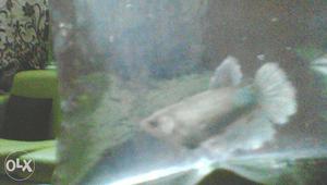 Breeding size betta fish female.
