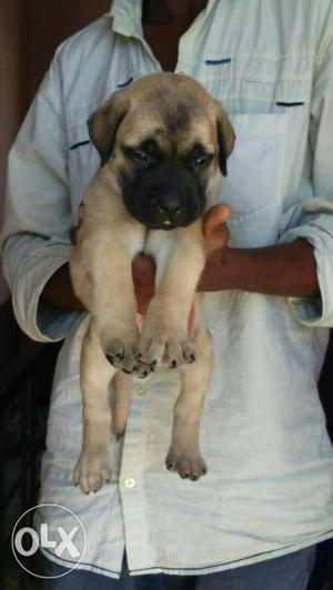 Bullmastiff male puppy available pet homes