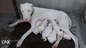 Bully Kutta With Puppy Litter