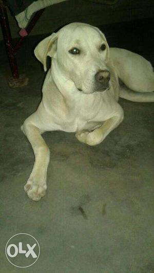 Bully female dog 7 month old cream colour and