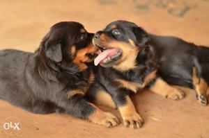 Ch line Rottweiler show quality puppy's for sale