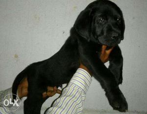 Champion Labrador male puppy available 45 day old