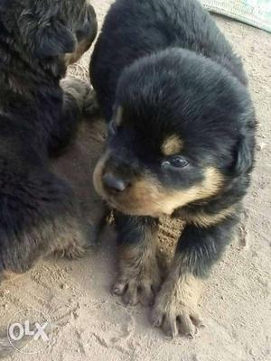 Champion rott available for sale