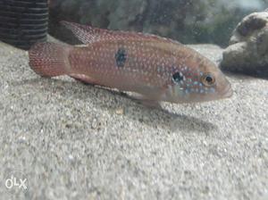 Chilid fish active and healthy cost u 200rs