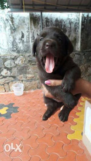 Chocolate labrador puppies available