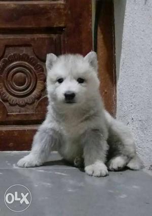 Cute siberian pup 50 day old