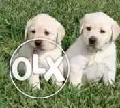 Cute//Labrador//pups for sale
