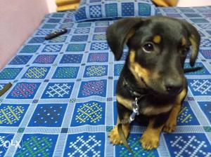 Dachshund 3 month old fully vaccinated very play