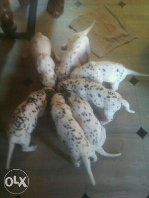 Dalmatian pups available both male and female If