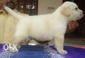 Delhi saket Good Quality labrador Pups For Sell In Delhi