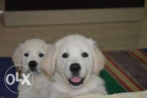 Delhi saket golden retreiver puppies available