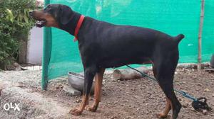 Doberman female with kci paper 16 month for sale