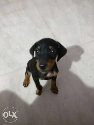 Doberman pincher male 2months old pure breed