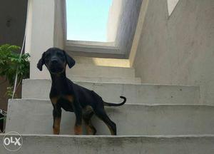 Doberman puppy (45 days) interested can call or