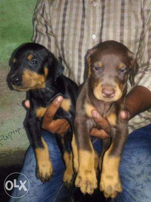 Doberman puppy/dog for sale find a guarding companion in
