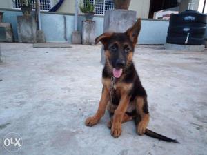 Dogs for sale male german shepherd nd cost 