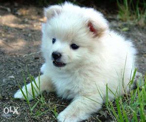 Exclusive range of white Pomeranian puppy for you.