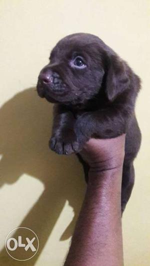 Extraordinary quality Labrador pups available