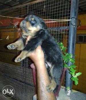 Extraordinary rottweiler puppies avaialbe with