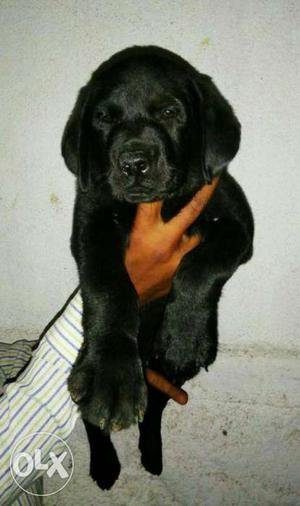 Father champion Labrador male puppy available 45