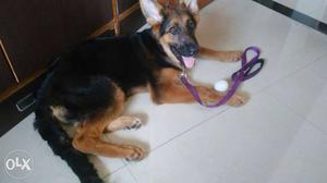 Female GSD puppy double coat adorable and loving