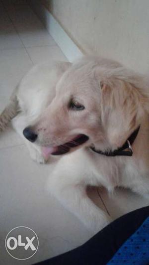Female Golden retriever dog.. 4 months old.. #