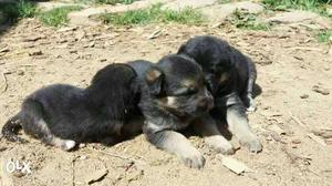 Female german shepard for sale hurry up now
