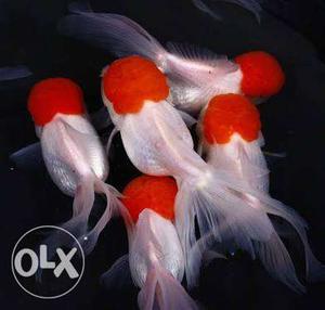 Five White And Red Fish