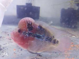 Flowerhorn 4.5inches monster head show qlty for sale price