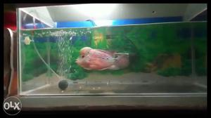 Flowerhorn Fish RedDragion 6 months only...