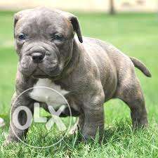 For Sell Top quality American Bully puppy best male in Sons