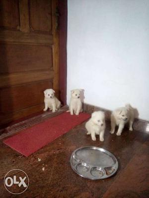Four Indian Spitz Puppies
