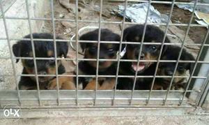 Four Tan And Black Rottweiler Puppies
