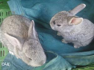 Four numbers of Rabbit for sell