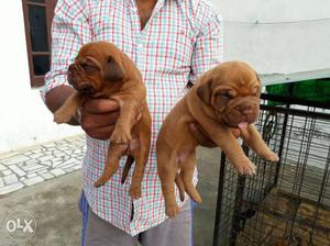 French Mastiff pups available Original Pictures