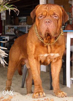 French mastiff pup wanted