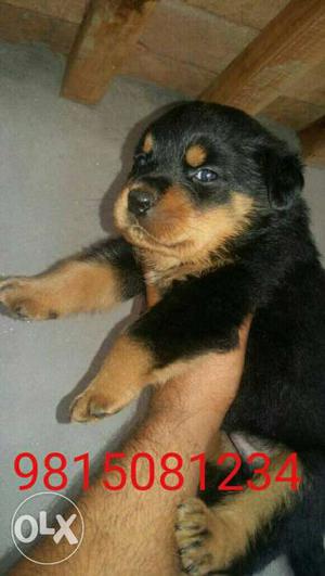 G R Kennel rottweiler pups available