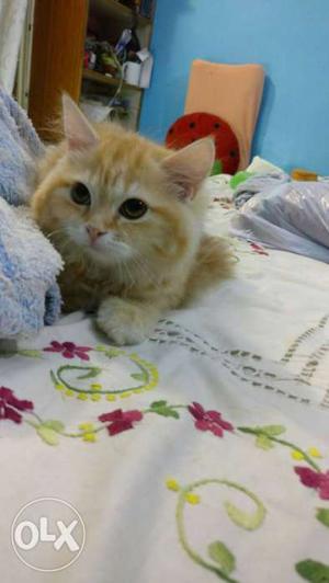 GOLDEN Kitten 3 Months Old MALE Available