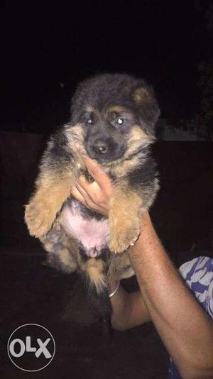 German Shepard puppy / dogs for sale find a kind heart in