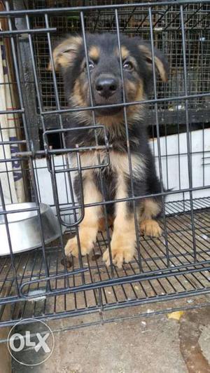 German Shepherd puppy 50days old for sales