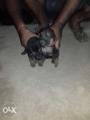 German Shepherd puppy for sale 1 month old