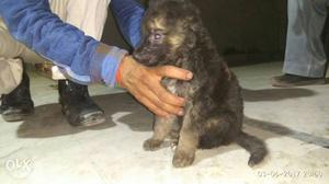 German shepherd double coat male puppy & pug puppy available