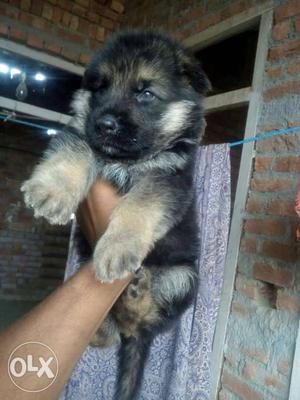 German shepherd male available pure quality. and