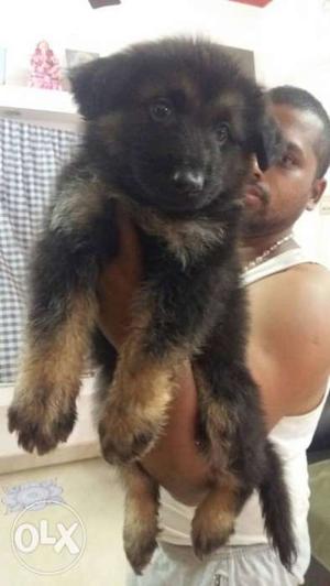 German shepherd male puppy for sale with paper