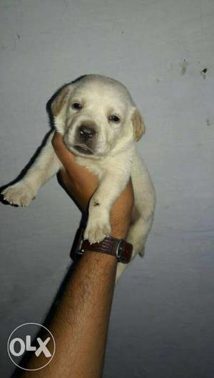 Gol matol Labrador puppy available. l31