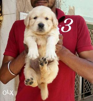 Golden Retriever Puppy for sell